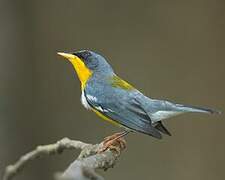 Tropical Parula