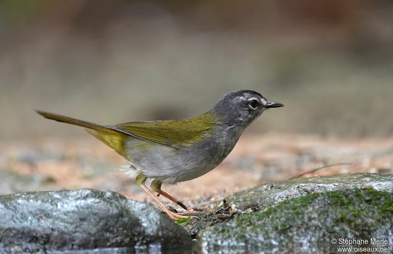 Paruline à paupières blanchesadulte