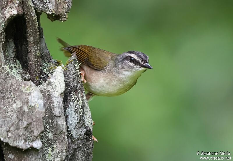 Paruline des rivesadulte