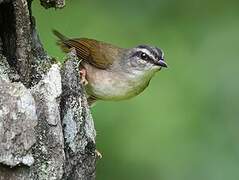 Riverbank Warbler