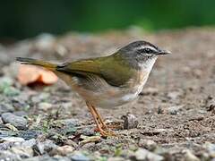 Riverbank Warbler