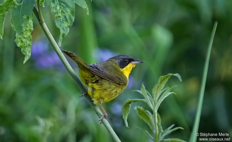 Paruline voiléeadulte