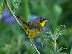 Paruline voilée