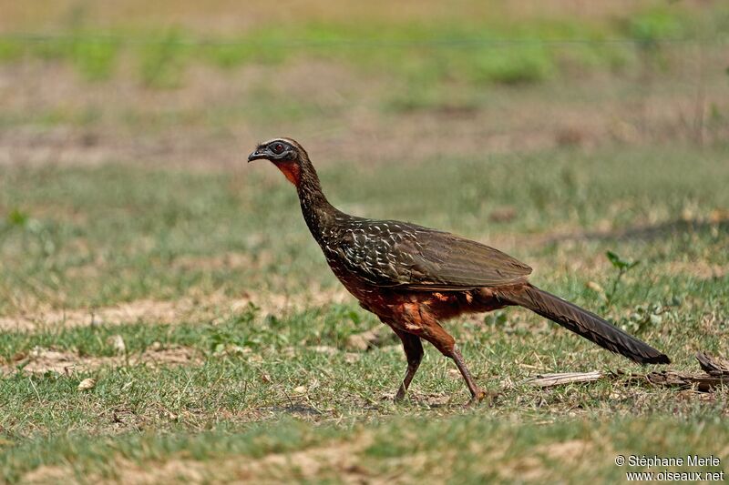 Chestnut-bellied Guanadult