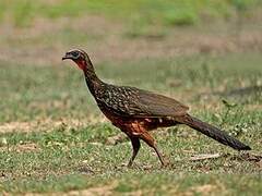 Chestnut-bellied Guan