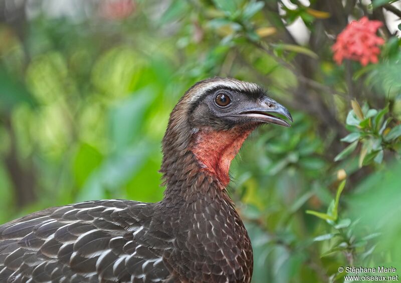 Chestnut-bellied Guanadult, close-up portrait