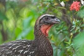 Chestnut-bellied Guan