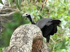 White-throated Piping Guan