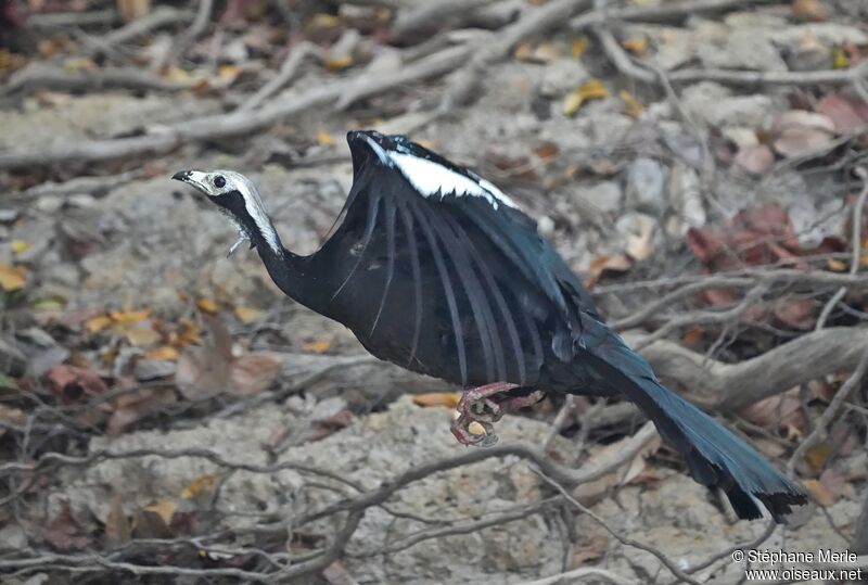 White-throated Piping Guan