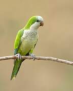 Monk Parakeet