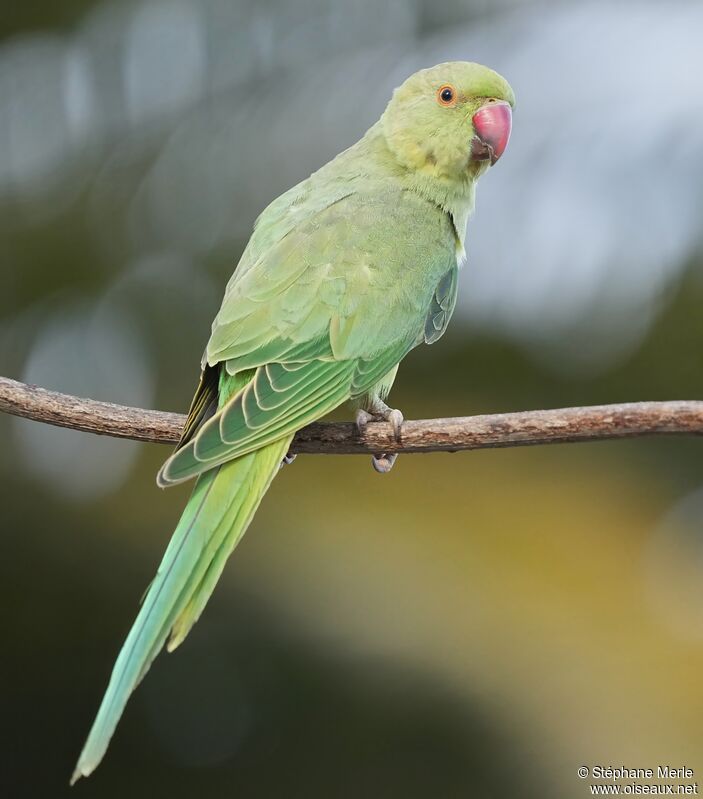 Rose-ringed Parakeetadult