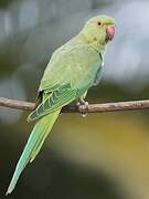 Rose-ringed Parakeet