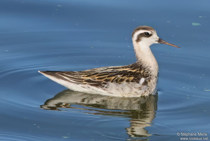 Phalarope à bec étroitadulte internuptial