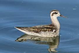 Red-necked Phalarope