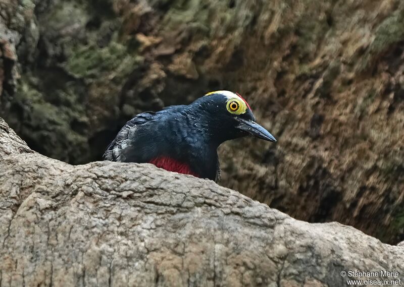 Yellow-tufted Woodpeckeradult