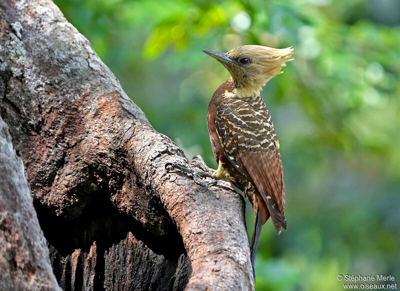 Pale-crested Woodpecker