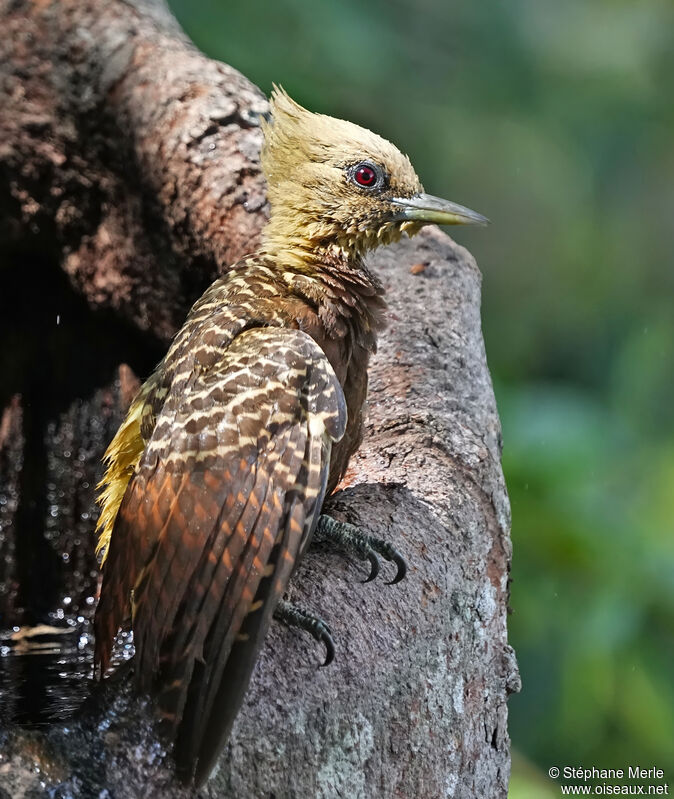 Pale-crested Woodpeckeradult