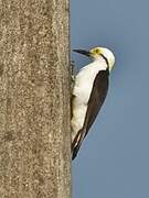 White Woodpecker