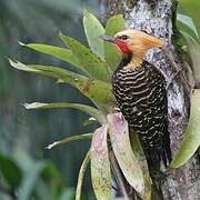 Blond-crested Woodpecker