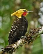 Blond-crested Woodpecker