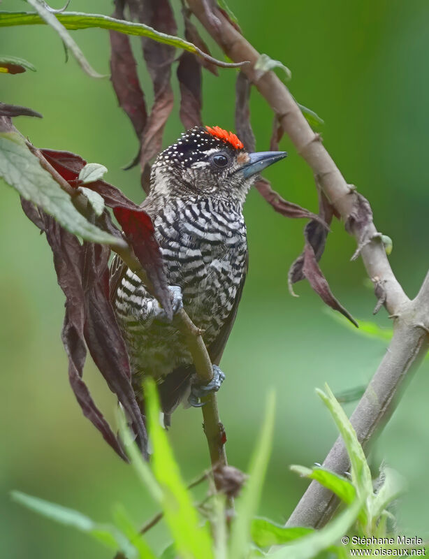 White-barred Piculetadult