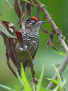 White-barred Piculet