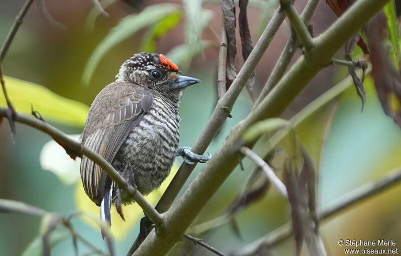 White-barred Piculetadult