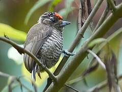 White-barred Piculet