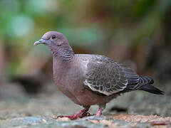 Picazuro Pigeon