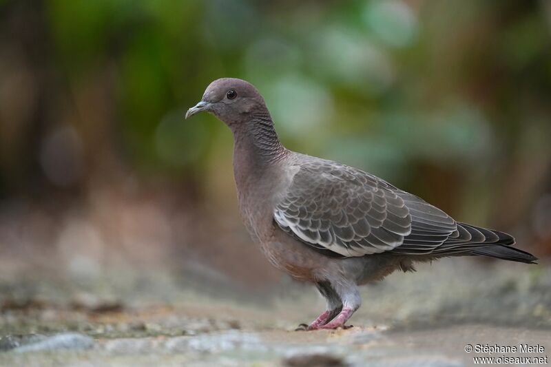 Pigeon picazuroadulte