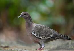 Picazuro Pigeon