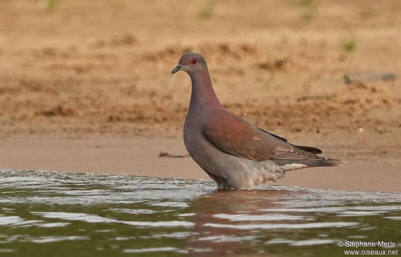 Pigeon roussetadulte