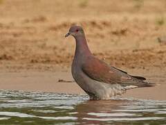 Pale-vented Pigeon