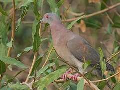 Pigeon rousset