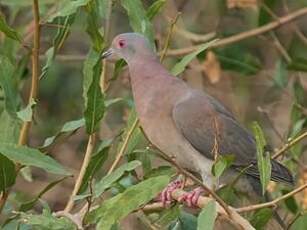 Pigeon rousset