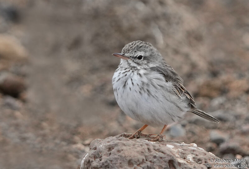 Berthelot's Pipitadult