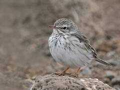 Berthelot's Pipit