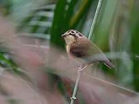 Platyrhynque à moustaches