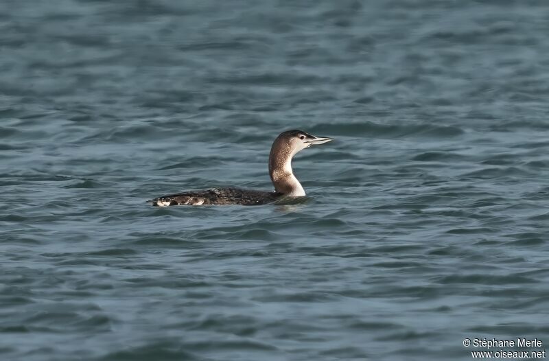 Common Loonadult post breeding