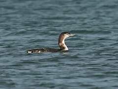 Common Loon