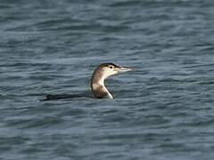 Common Loon