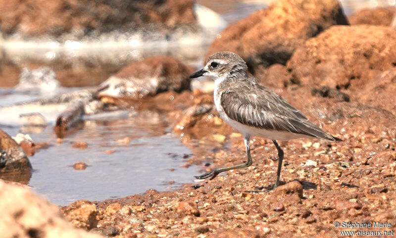 Tibetan Sand Plover