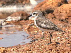 Tibetan Sand Plover