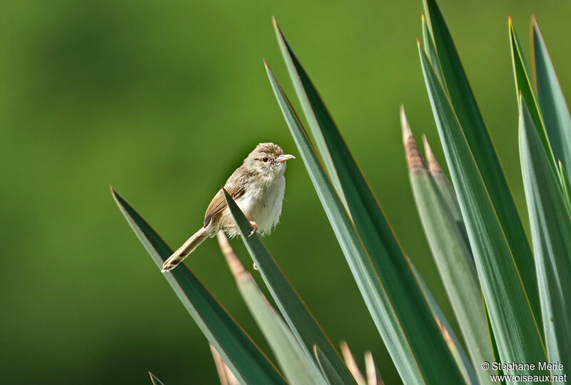 Prinia délicateadulte