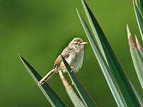 Prinia délicate