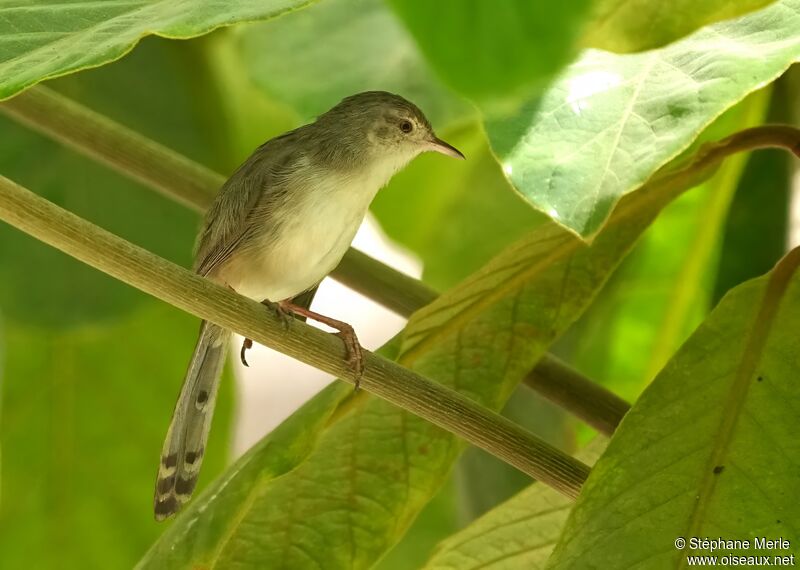 Prinia délicate