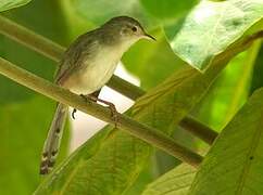 Delicate Prinia