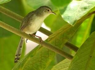 Prinia délicate