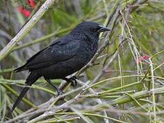 Chopi Blackbird