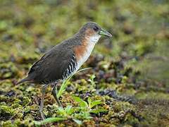 Rufous-sided Crake